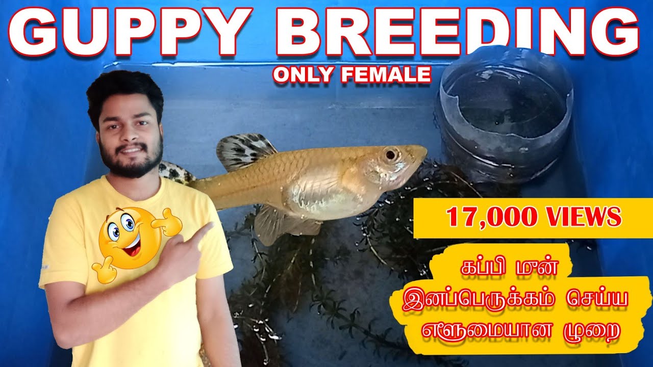 guppy fish breeding tamil | guppy care | breeding using only female guppy