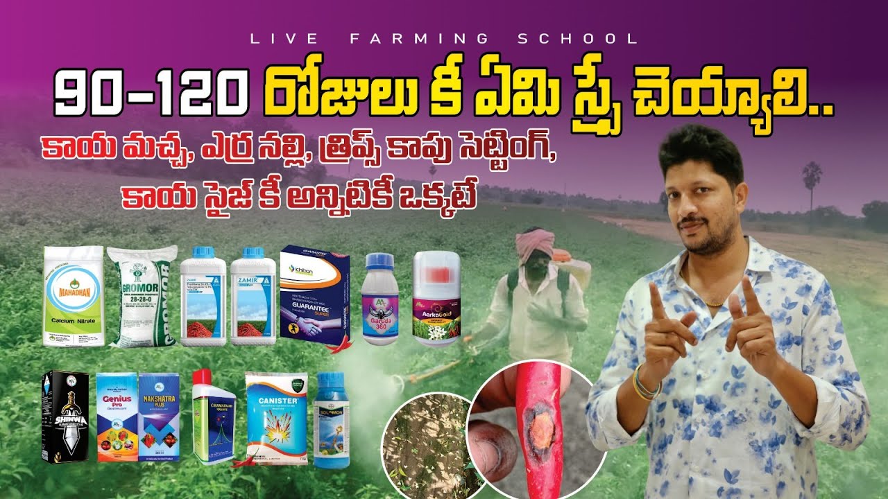 #మిరప