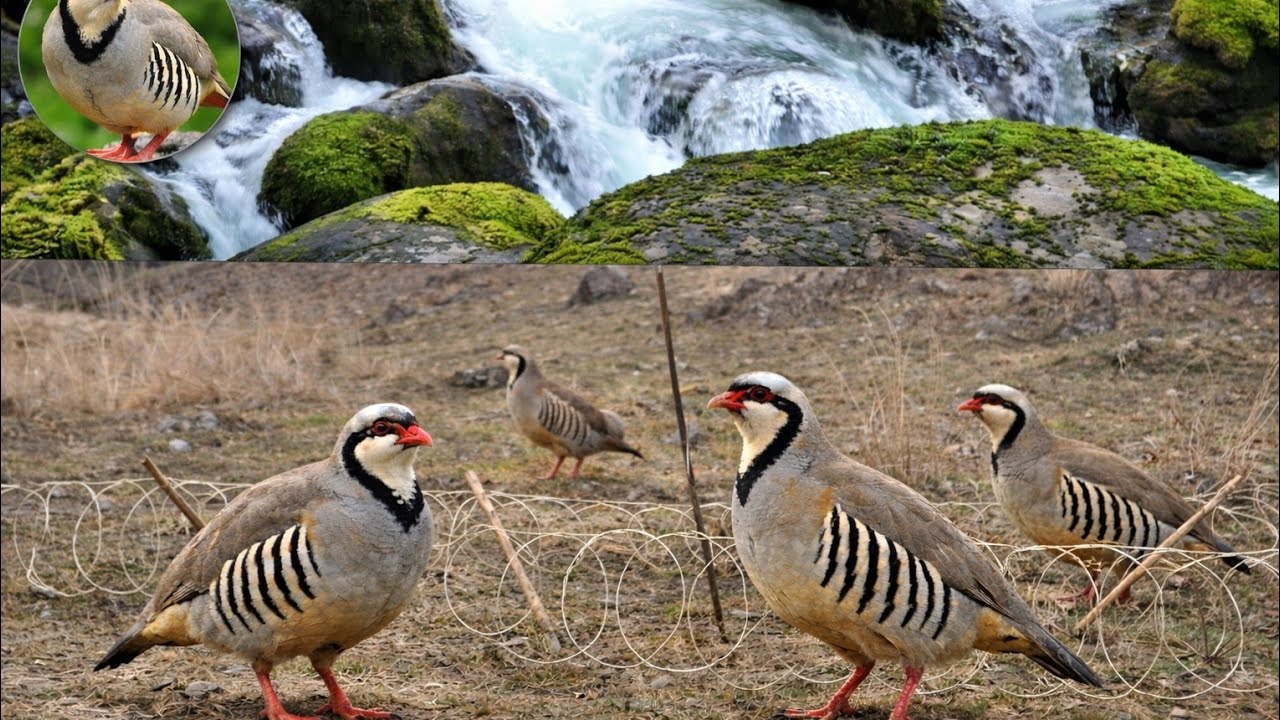 Incredible Mountain Bird Trap Technique #MauntainBirdHunting