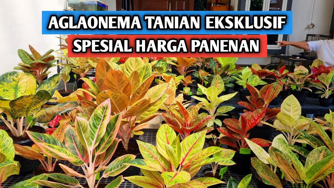 Aglaonema tanian eksklusif, spesial harga panenan