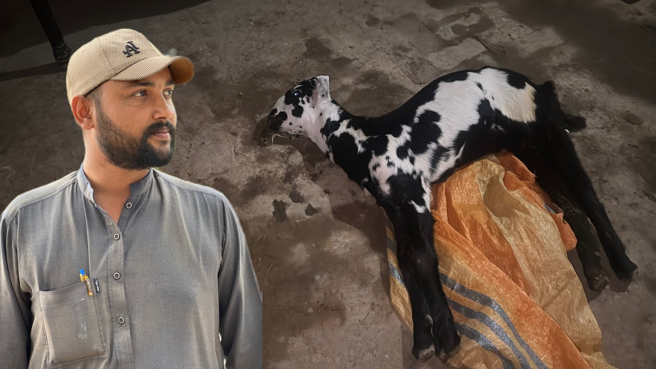 Bohat Bara Nuqsan Ho Gaya 😭 | Bakra No More!