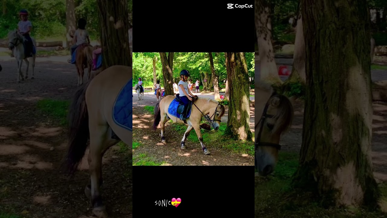 les poneys on chevaux de ton club❤️#cheval#poney#pourtoi#abonnetoi