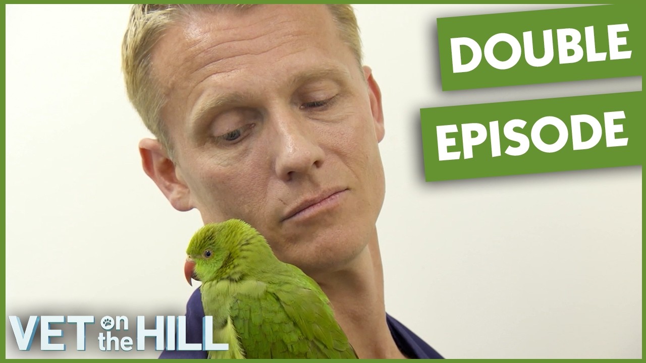 How Parrot Helped Owner Overcome His Anxiety | Vet On The Hill