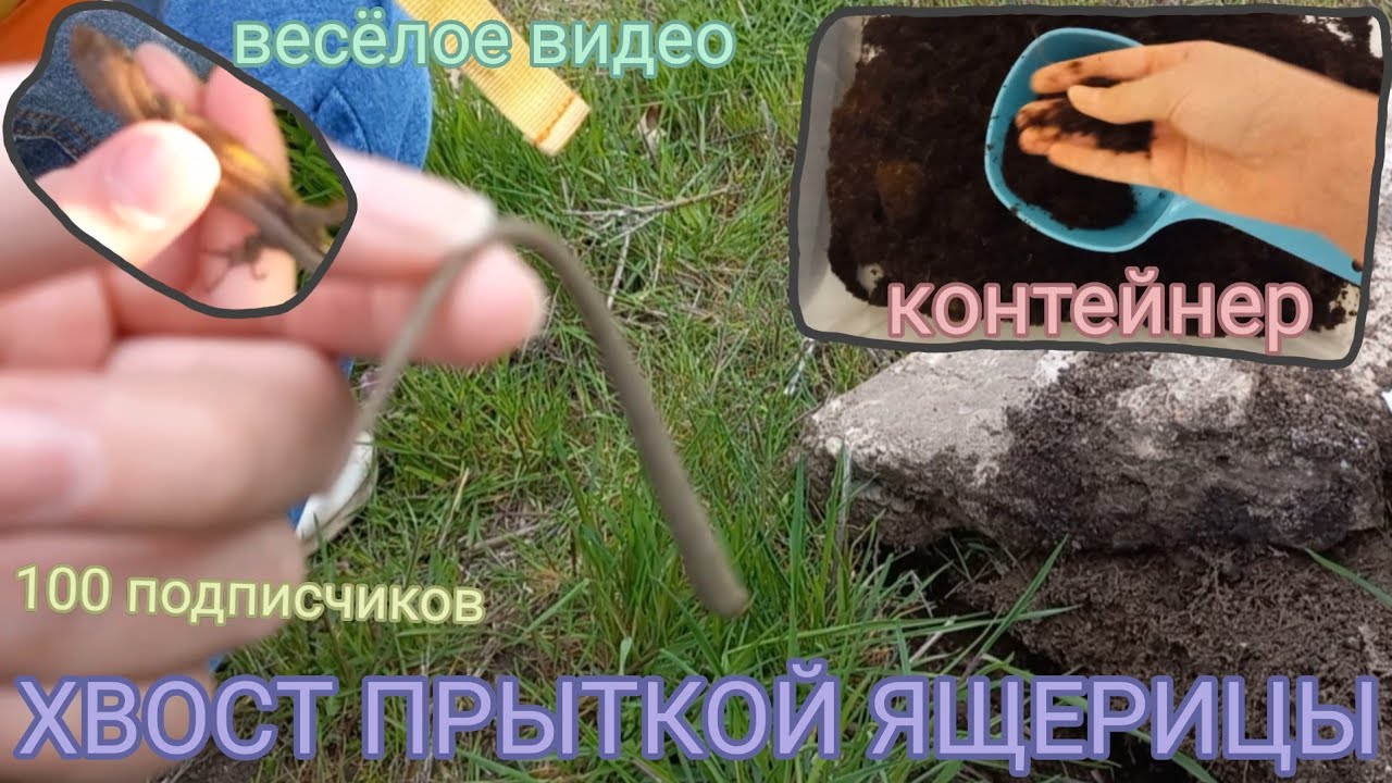 Купили КОНТЕЙНЕР / Увидели прыткую ящерицу