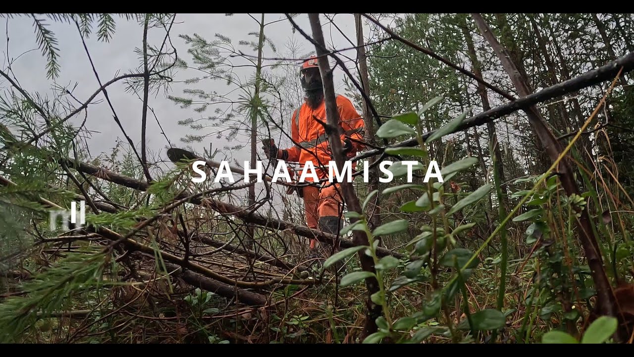 Taimikon harvennusta | Kaikki edellisen videon klipit miltei leikkaamattomina! | Raivaussaha ASMR