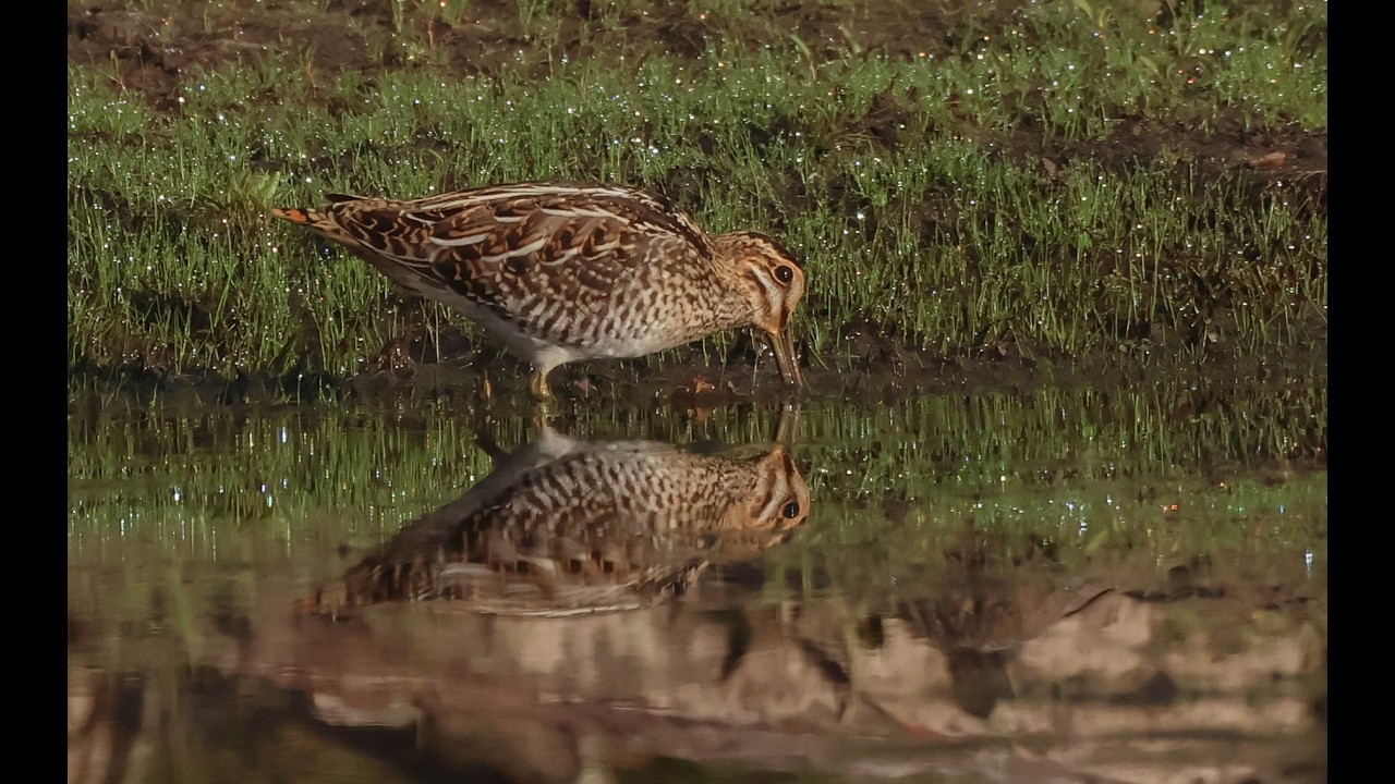 Wilson's Snipes at the pond