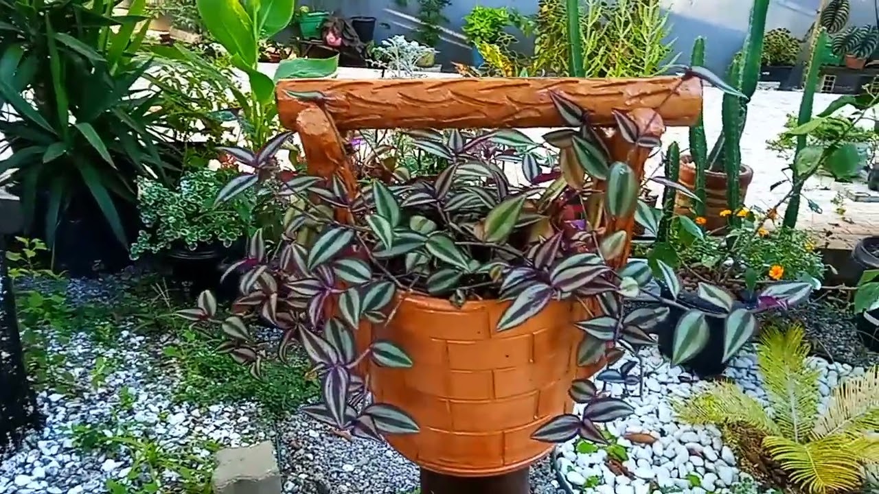 Tour / Conhecendo meu jardim