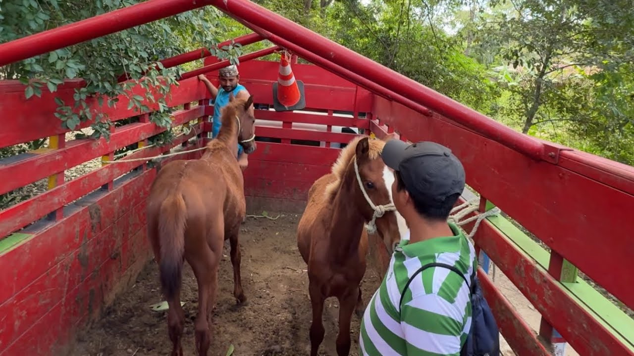 Cargamos los caballos al camion no los costo tanto 