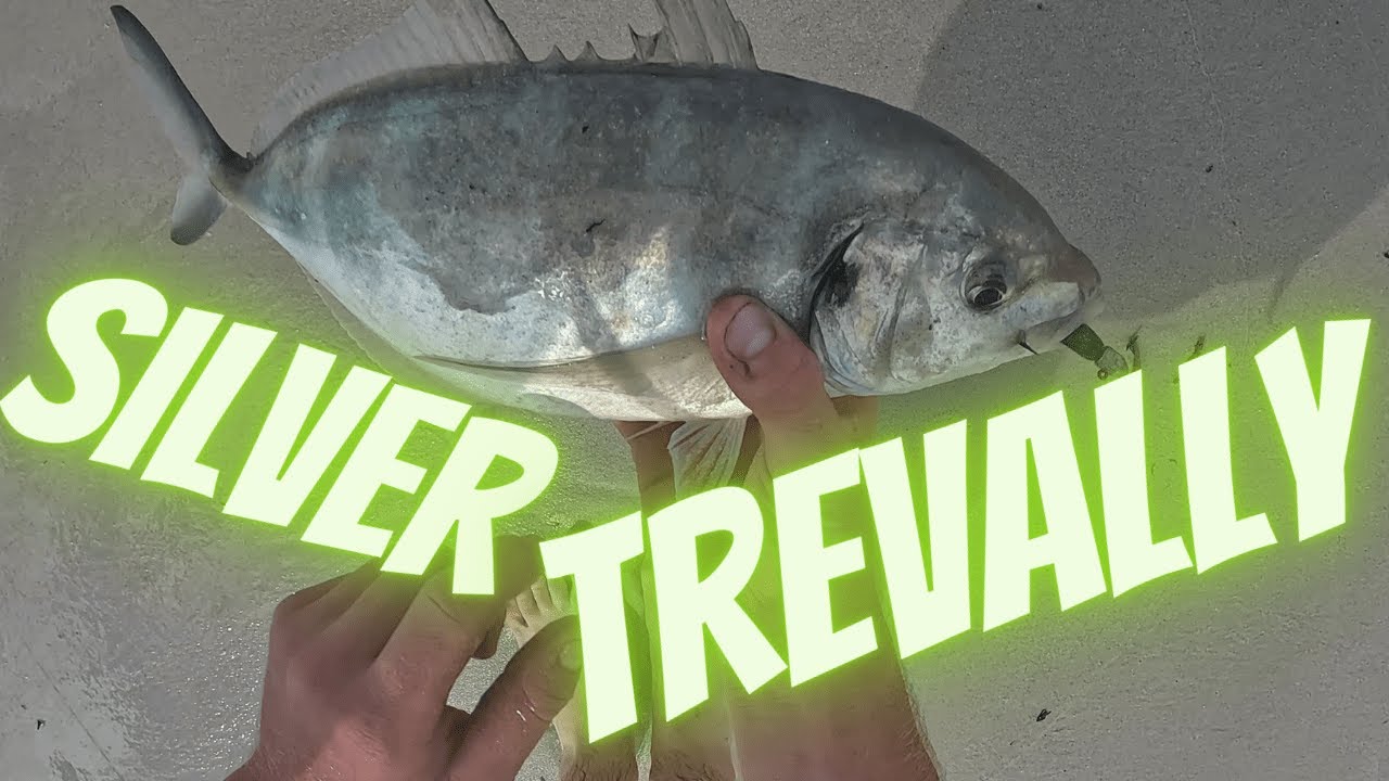 Trevally on Soft Plastics: East Coast Tasmania