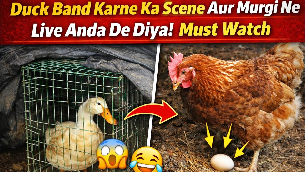 Ye Kya Ho Gaya?! Duck Band Karte Karte Murgi Ne Anda De Diya 😂|| #viral #poultry #pets #duck #cow 