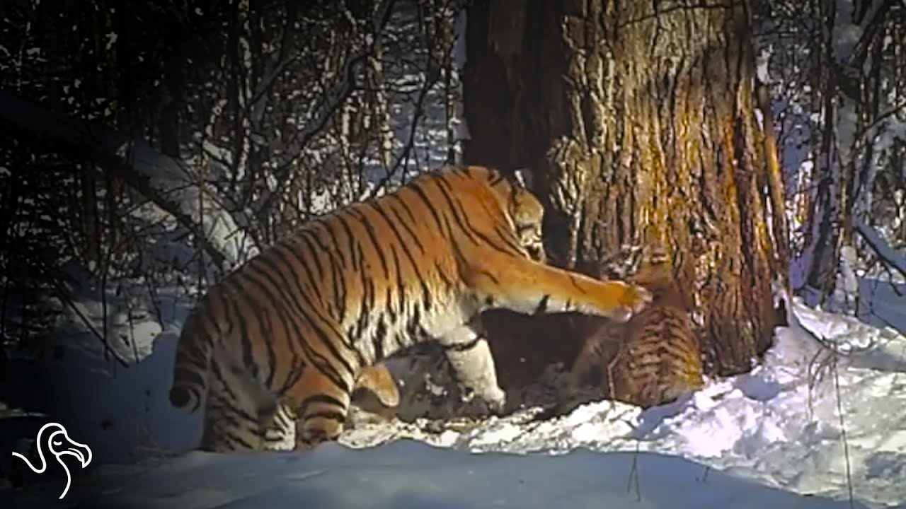 Rehabilitated Tiger Gives Birth In The Wild