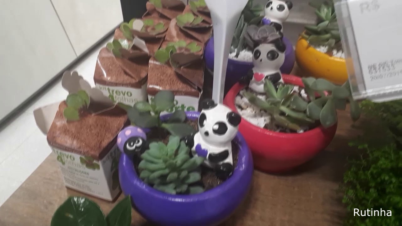 PLANTAS - CACTOS - SUCULENTAS