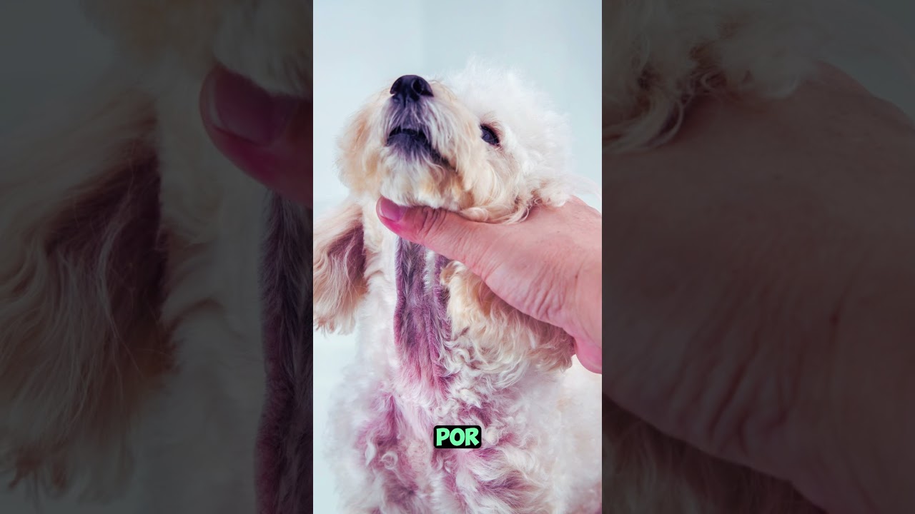 🛑ALOE VERA para la DERMATITIS en PERROS 👉REMEDIO CASERO🐶