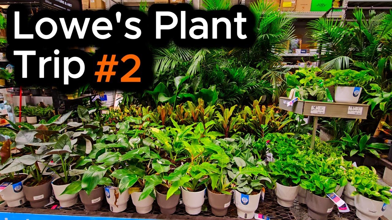Thai Constellation Monstera for $30 &ndash; Lowe&rsquo;s Plant Trip #2