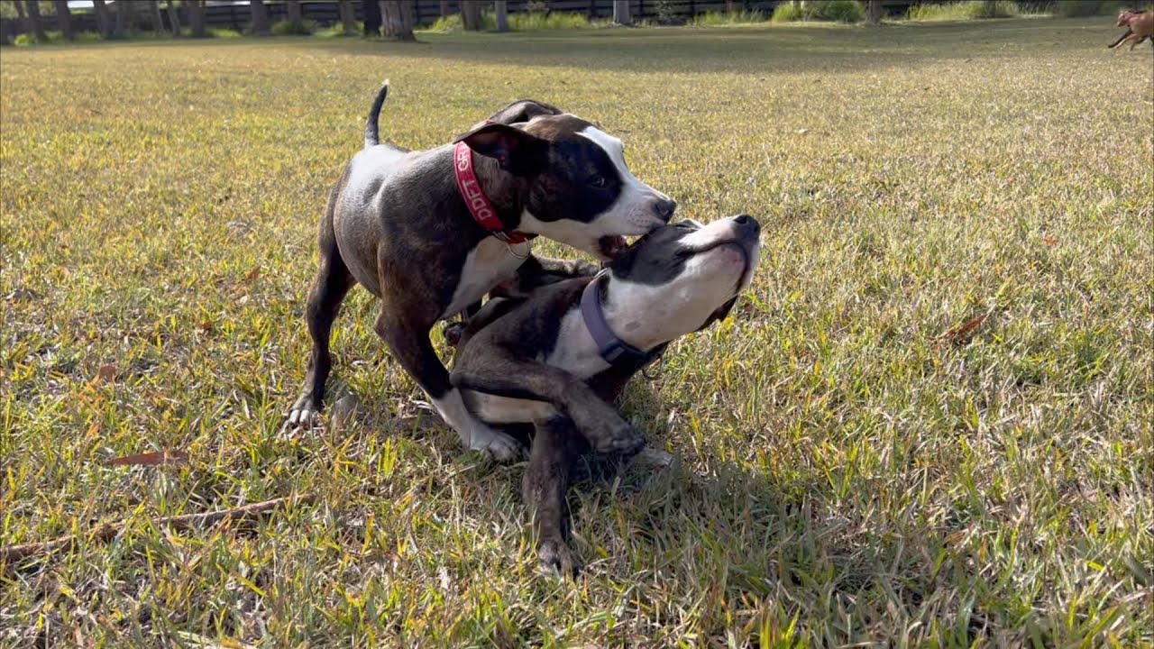 Fun in the Sun with two Staffy Puppies (will they ever stop?)