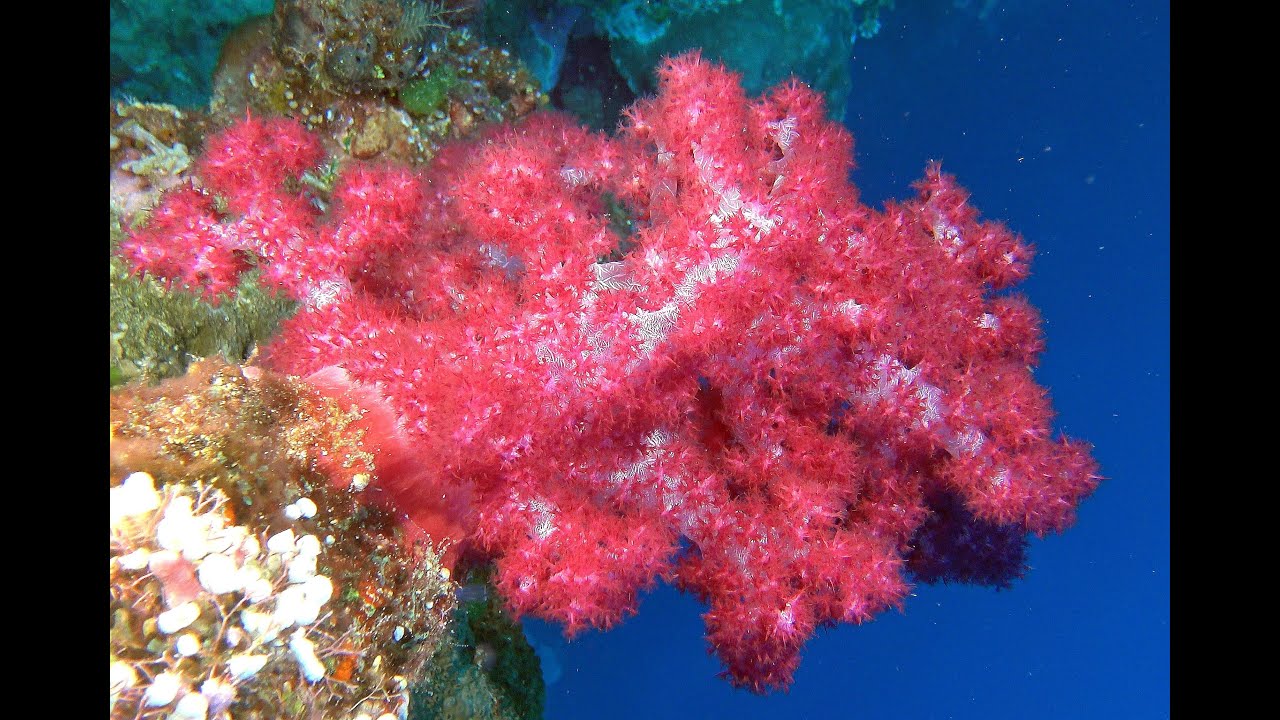 Pacific Ocean Soft Corals and Gorgonians