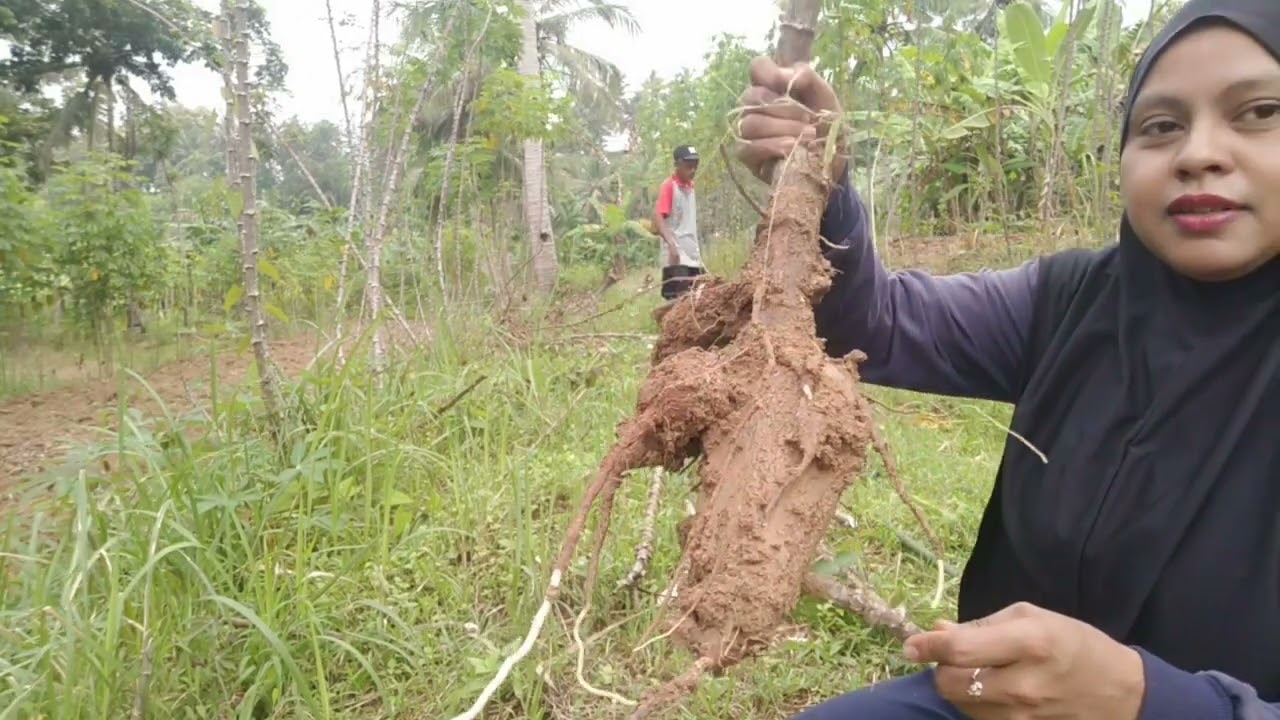 Pulang ngeladang cabut singkong dan bawa oleh oleh untuk kambing @cuandaritani