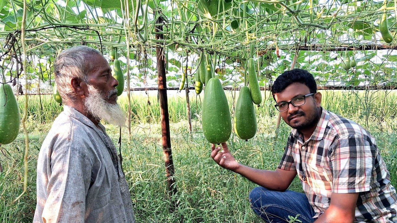 লাউ গাছের দারুন ফলন | লাভজনক লাউ চাষের সফল উদাহরণ | কৃষি_নবায়ন | লাউ_চাষ