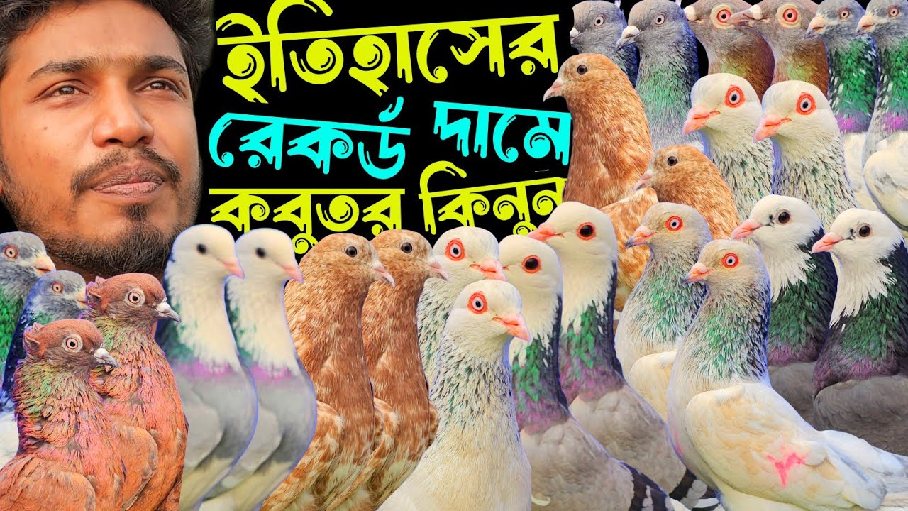 ইতিহাসের রেকর্ড দামে ভালোমানের হাইফ্লায়ার গিরিবাজ কবুতর কিনুন | বাকবাকুম পায়রা | Pigeon video |
