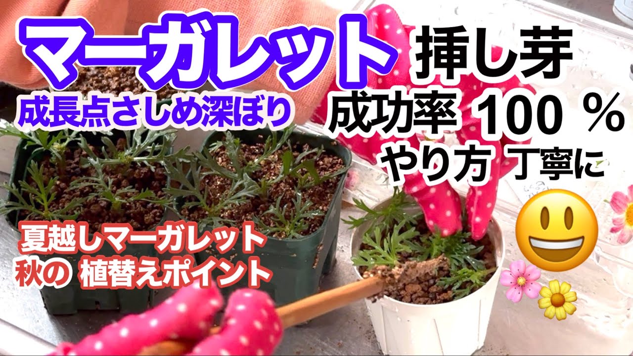 【マーガレット挿し芽100％発根やり方】超簡単挿し芽も・夏越しマーガレット植替え