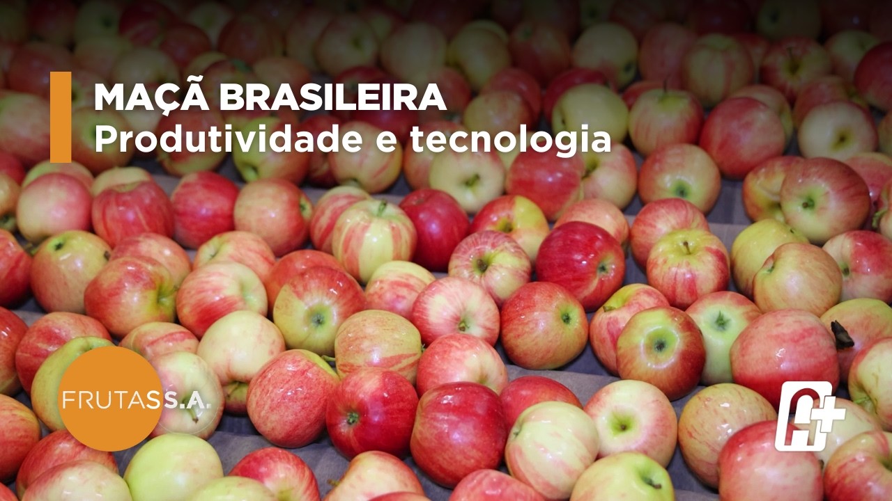 Maçã Brasileira: safra avança em qualidade e produtividade com Ivanir Dalanhol (ABPM) | Frutas S.A