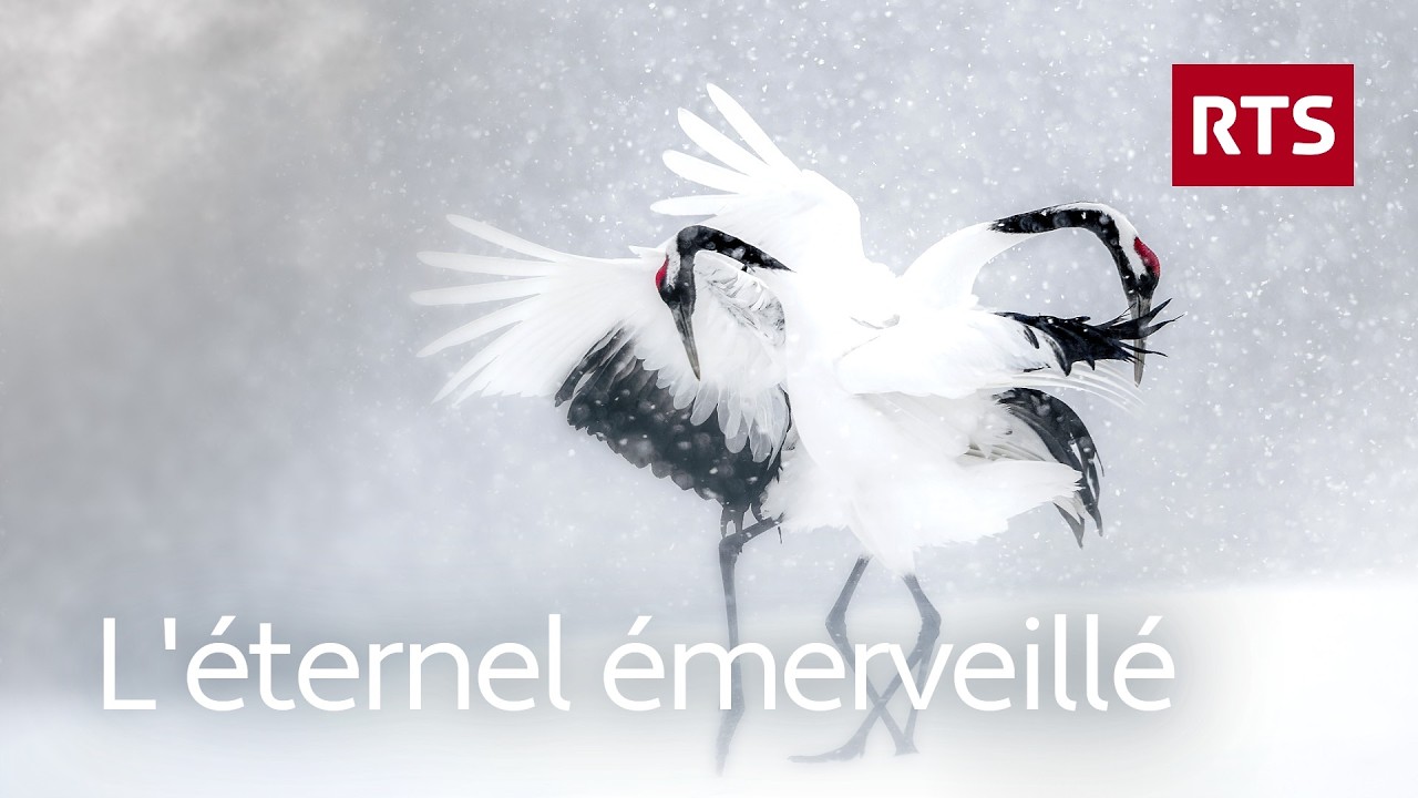 L’extraordinaire photographe animalier Vincent Munier