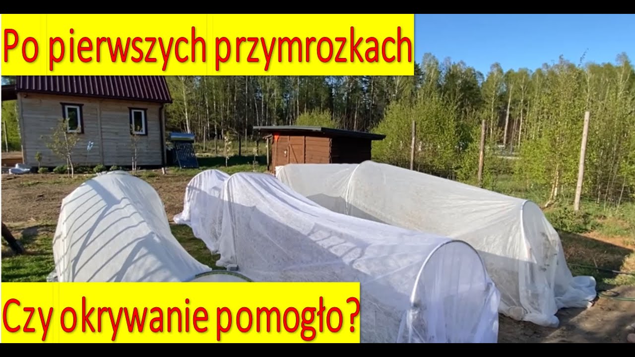 Po przymrozkach. Czy agrowłóknina uratowała rośliny?