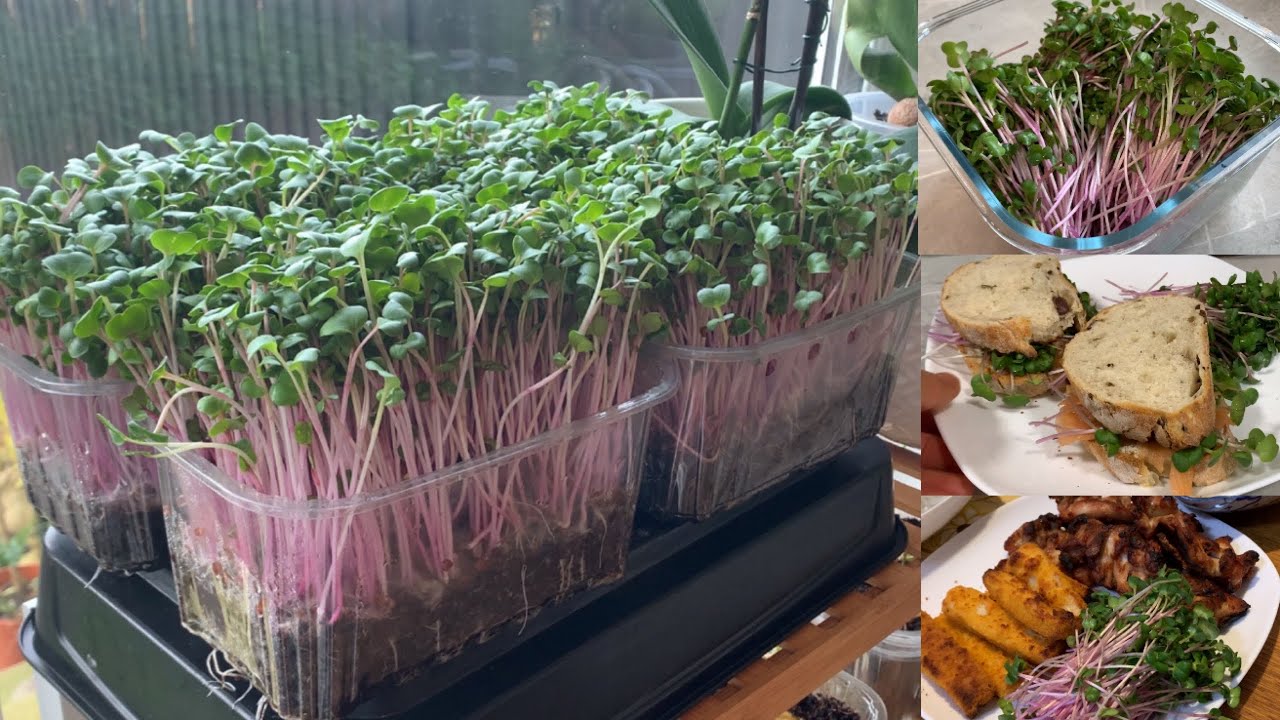 How to grow radish sprouts at home 🌱🌱 เพาะต้นอ่อนแรดิชแบบง่ายๆ 🌱🌱