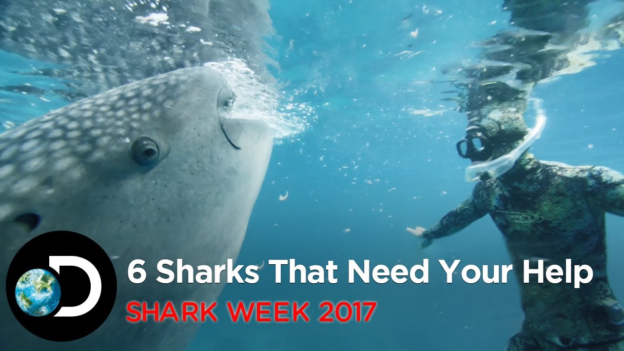 6 Sharks That Need Your Help | Shark Week 2017
