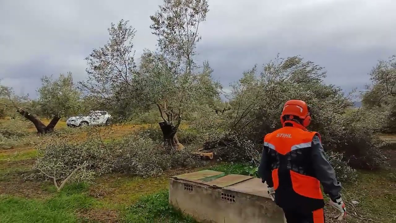 PODA OLIVO JAEN VIDEO 55