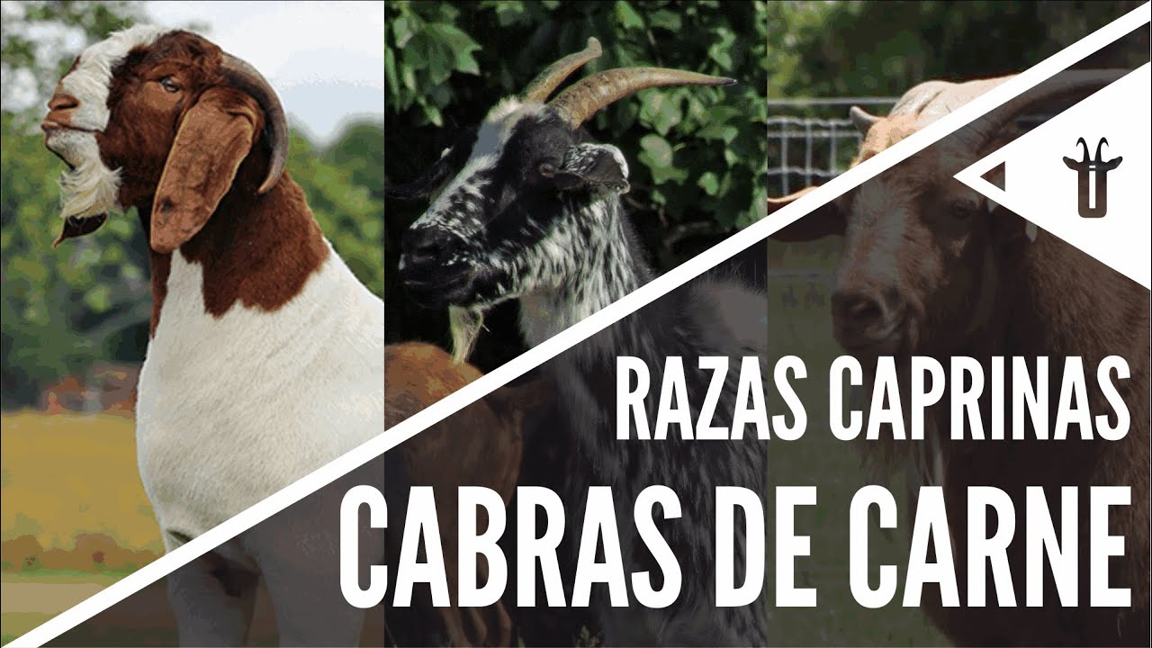 Las mejores cabras de carne | Razas caprinas