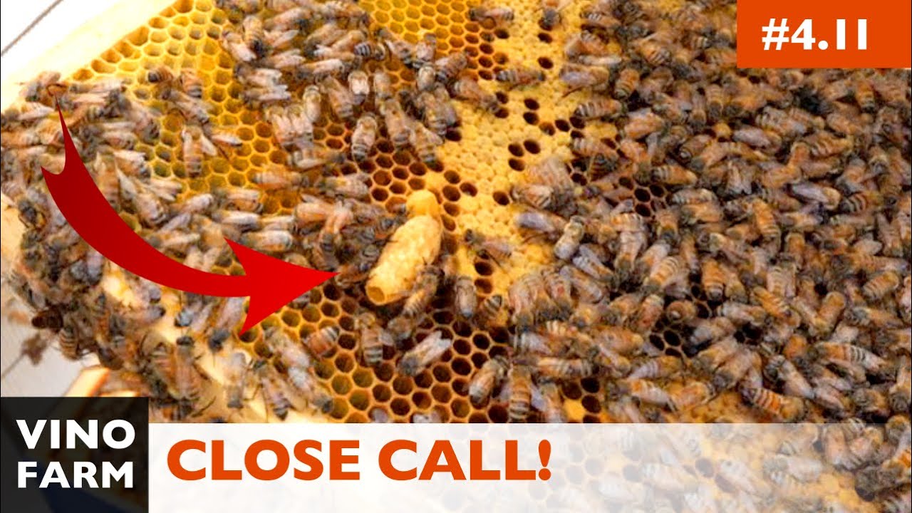 They Were Hours From Swarming! (Making Splits and Interrupting Swarms)