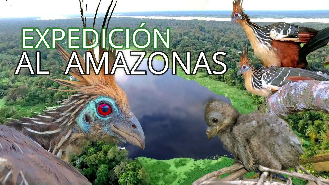  🐦Aves de la Selva Amazónica||El Hoatzin||Un Ave Legendaria||Documentales de Naturaleza. 