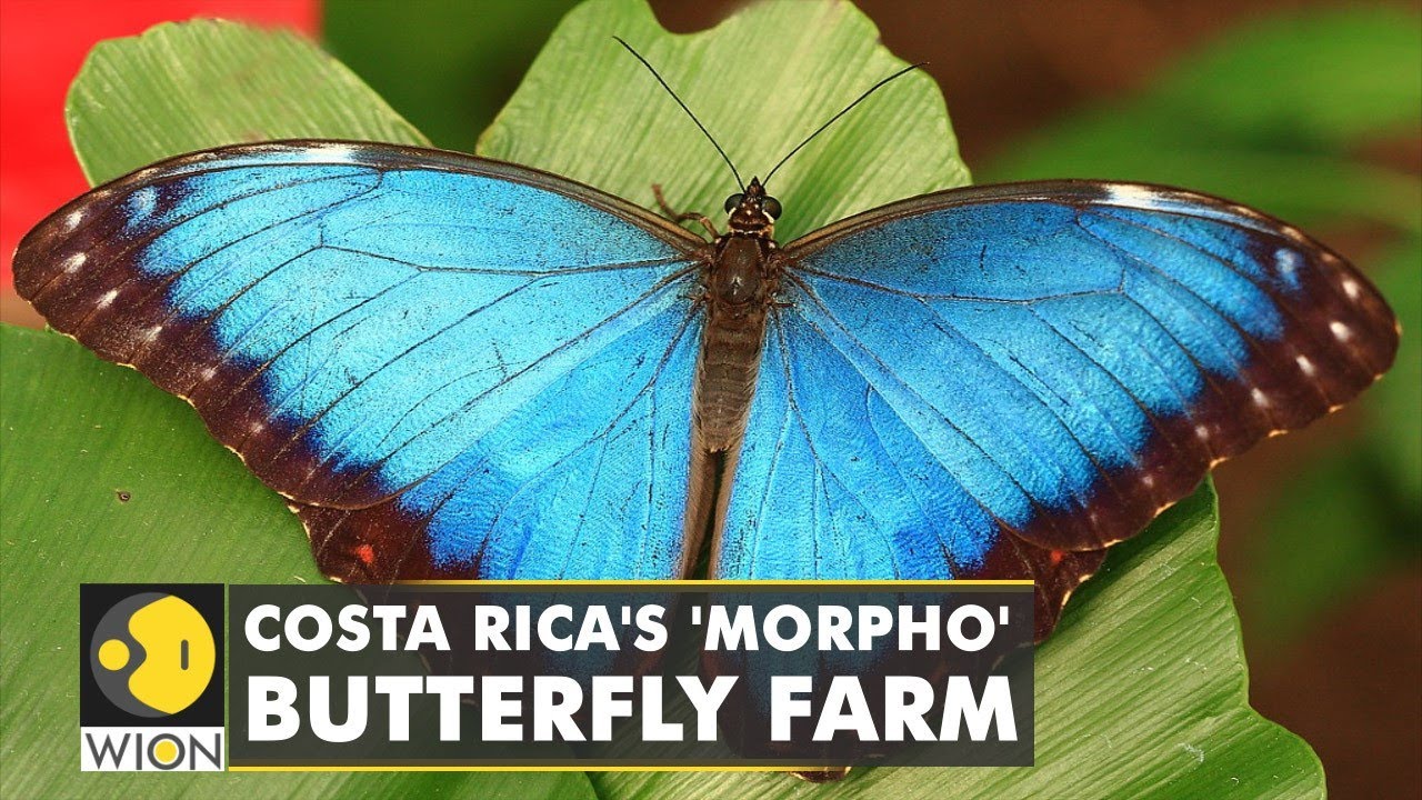 Costa Rica's 'Morpho' Butterfly farm breeds nearly 3,000 butterflies in a month