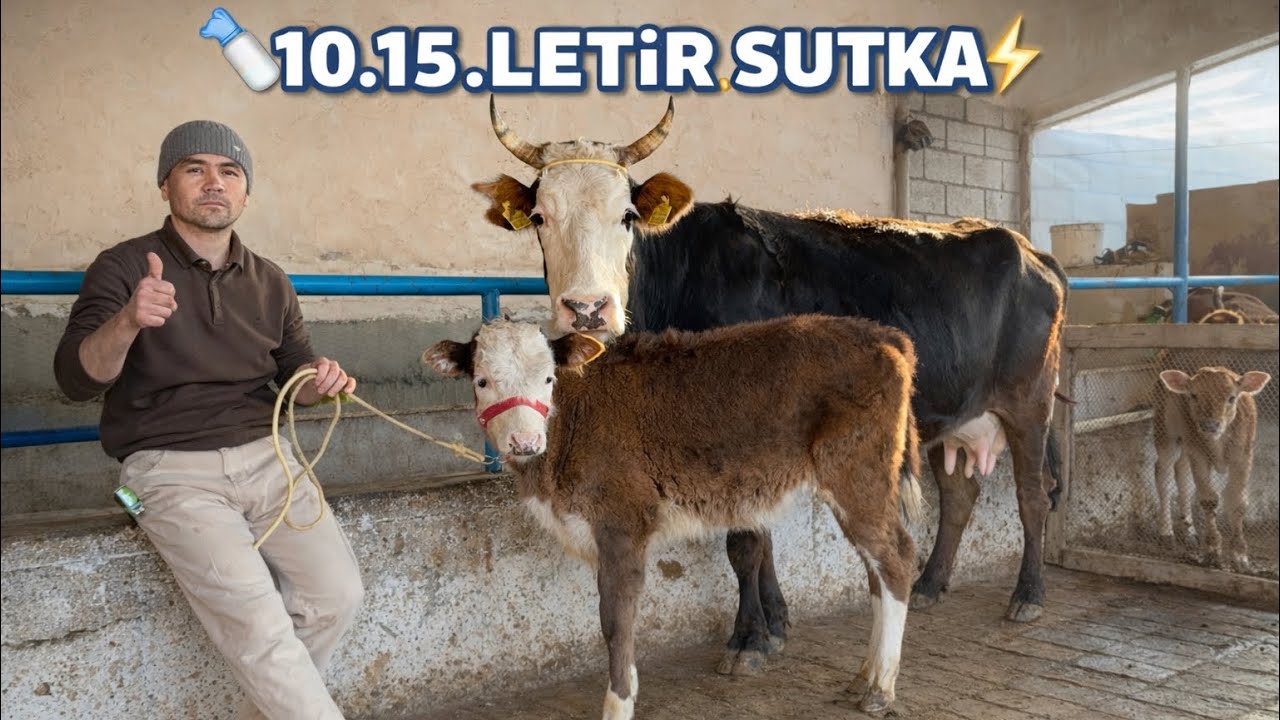 💥MANA SIZGA IZLAGAN ONA BOLA SIGRGIZ VA NASILDOR BUQALAR ARZON JOYDAN 2026_03_12_mart.