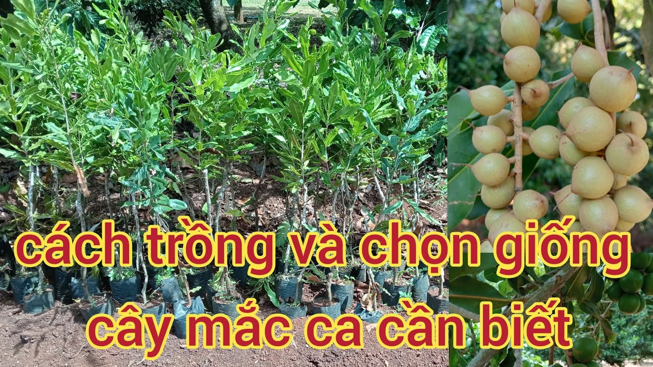 cách chọn giống và trồng cây mắc ca. Kết quả sau khi trồng được 14 năm tuổi. macadamia tree (p27)