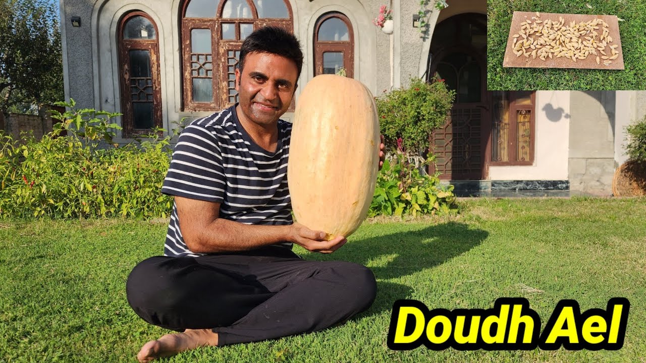 Doudh Ael Kashmiri Pumpkin Malaye Chutney Mixture Wazwan Style 