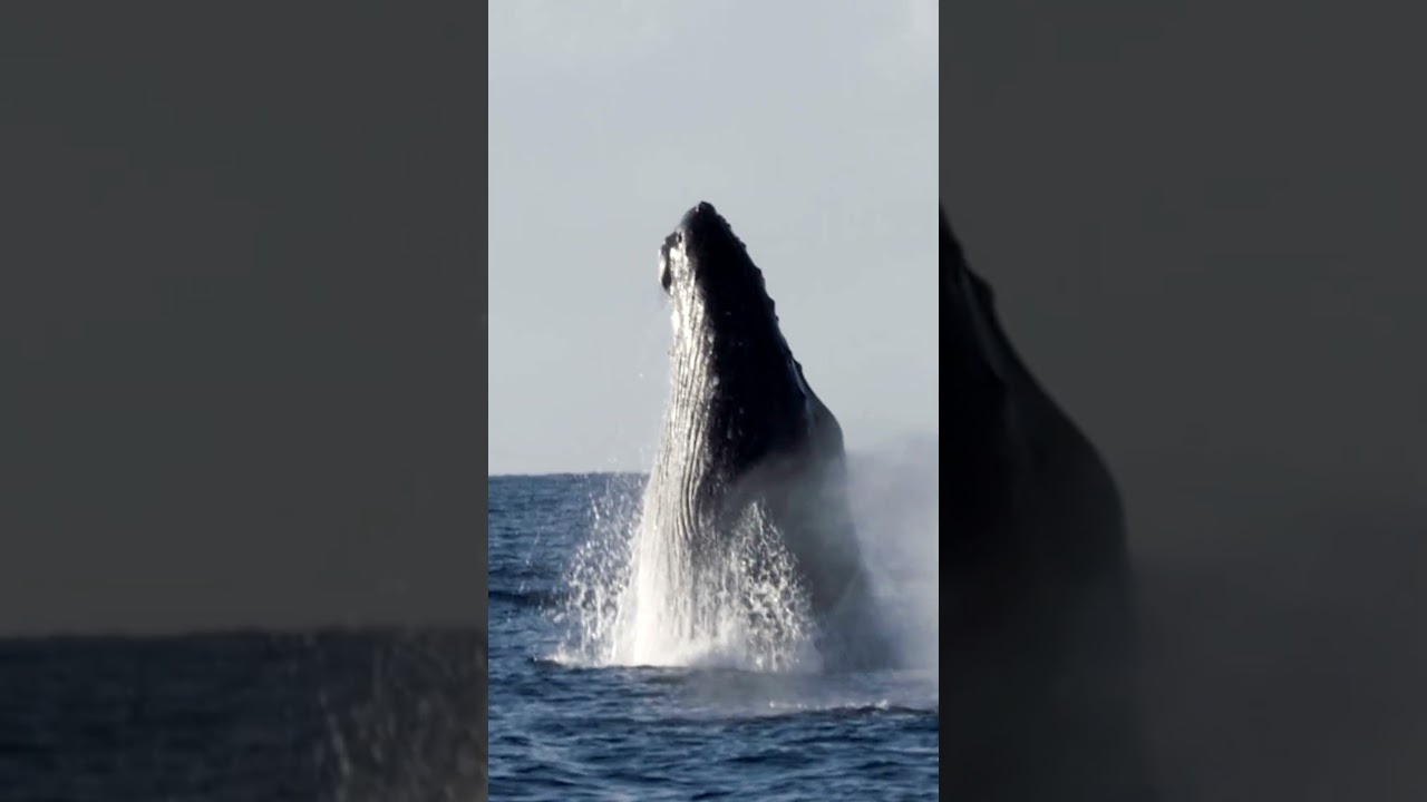 Whales are HOW OLD?!