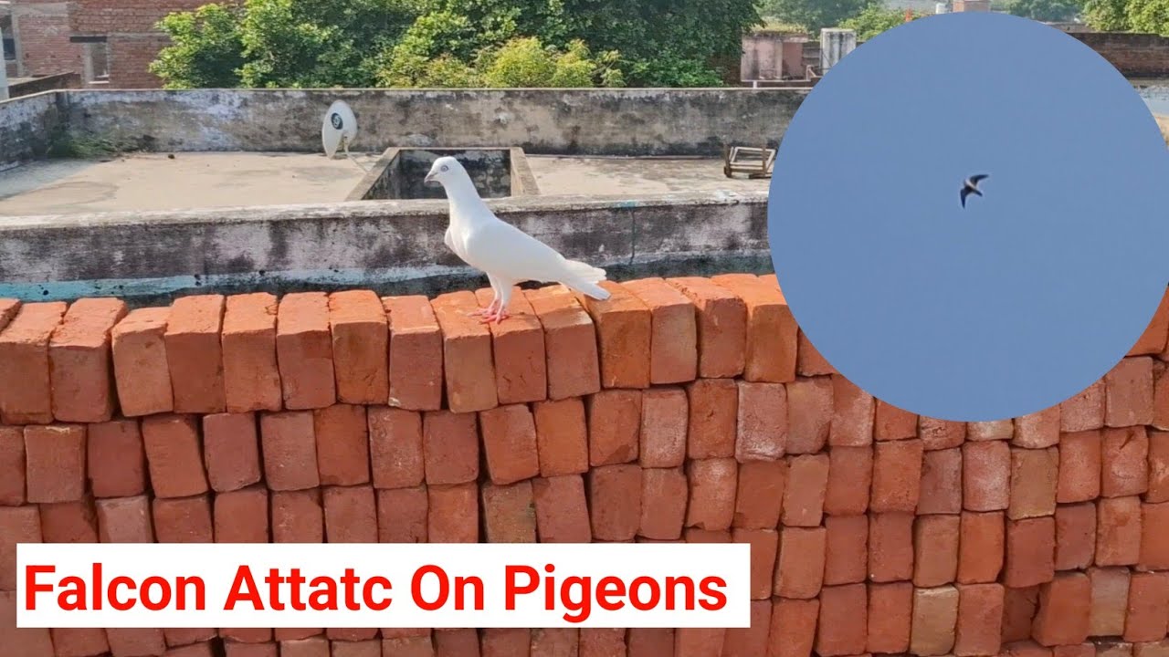 कबूतर उड़ाने के बाद बाज ने हमला कर दिया | Falcon Attack on Pigeons 