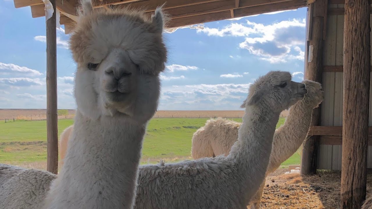 Alpaca Life Leading Up to Shearing Day
