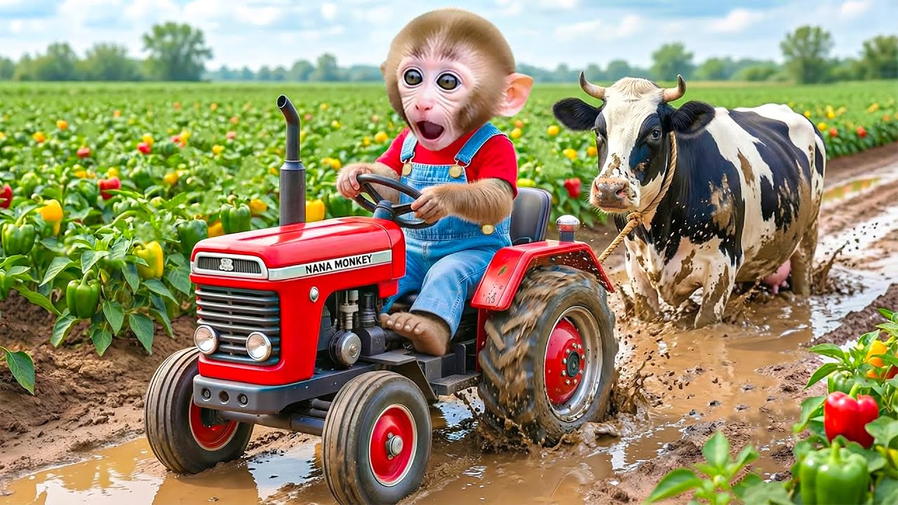 MACAQUINHO NANA resgata com inteligência o boi preso na lama profunda – Nana Em Português