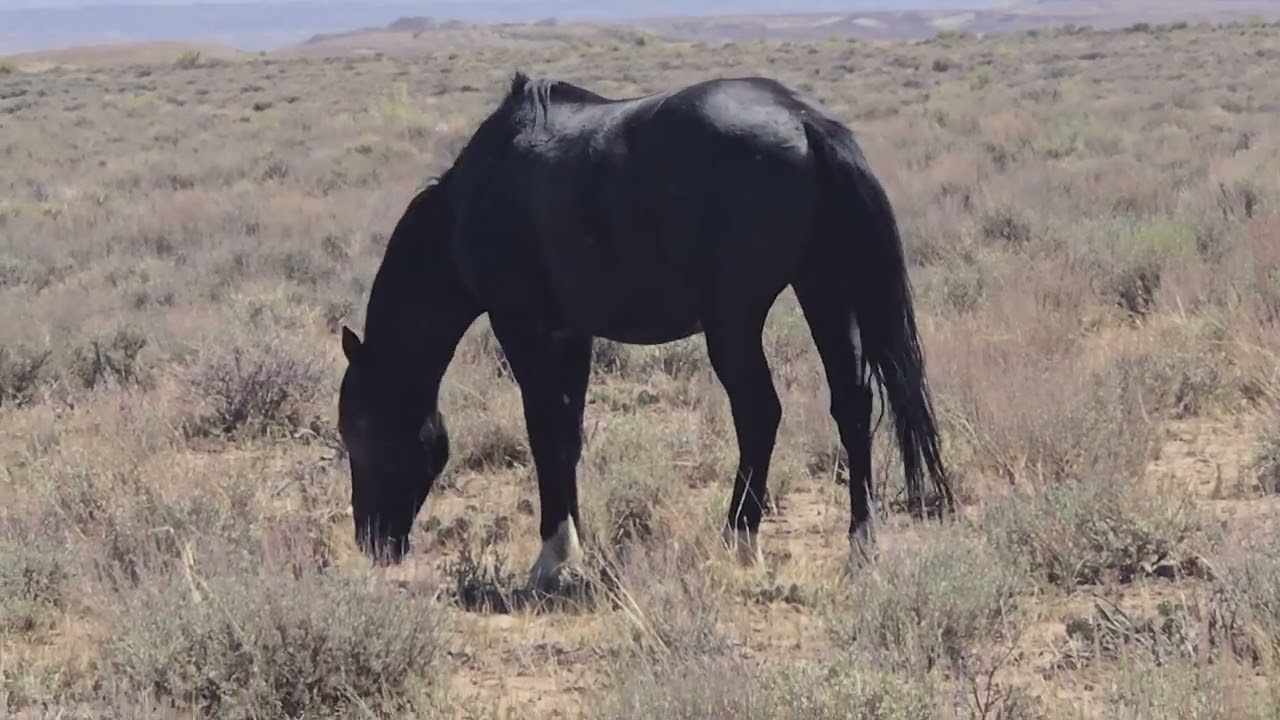 Sand Wash Basin Wild Horses (1) - Colorado