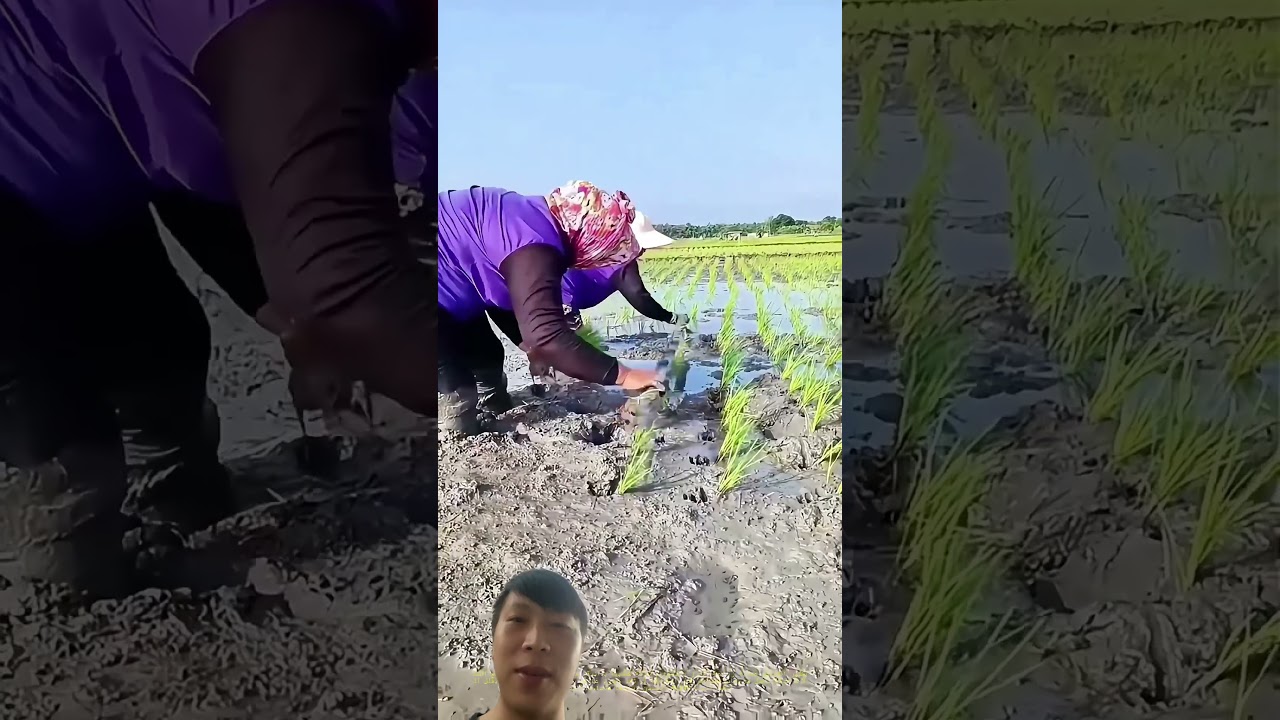 Traditional Rice Planting So Careful It's ADMIRABLE! 😮🌾 #satisfying #farming #rurallife