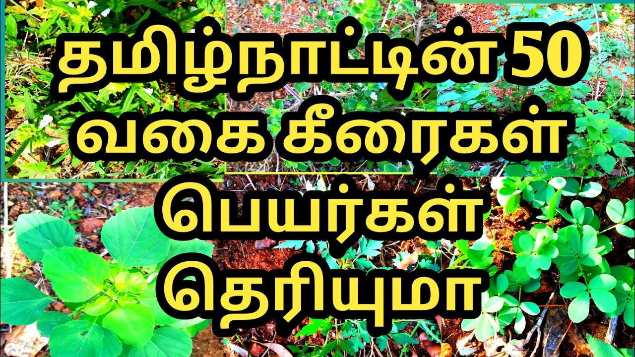 தமிழ்நாட்டின் 50 வகை கீரைகள் பெயர்கள் படங்களுடன்/50 keerai Types Image and names /Tamil