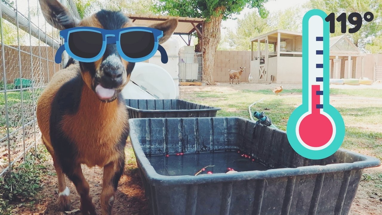 How to keep your farm animals COOL in the EXTREME HEAT!