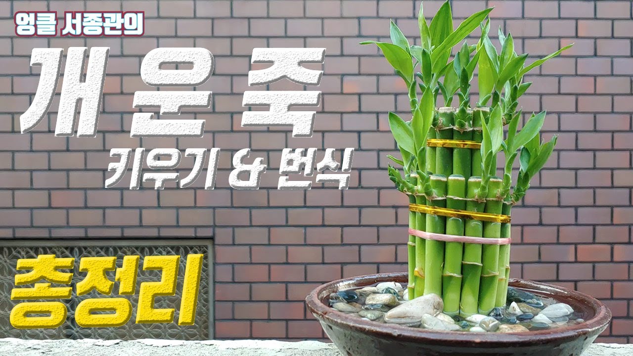개운죽 키우기 💐 개운죽 번식 개운죽 삽목