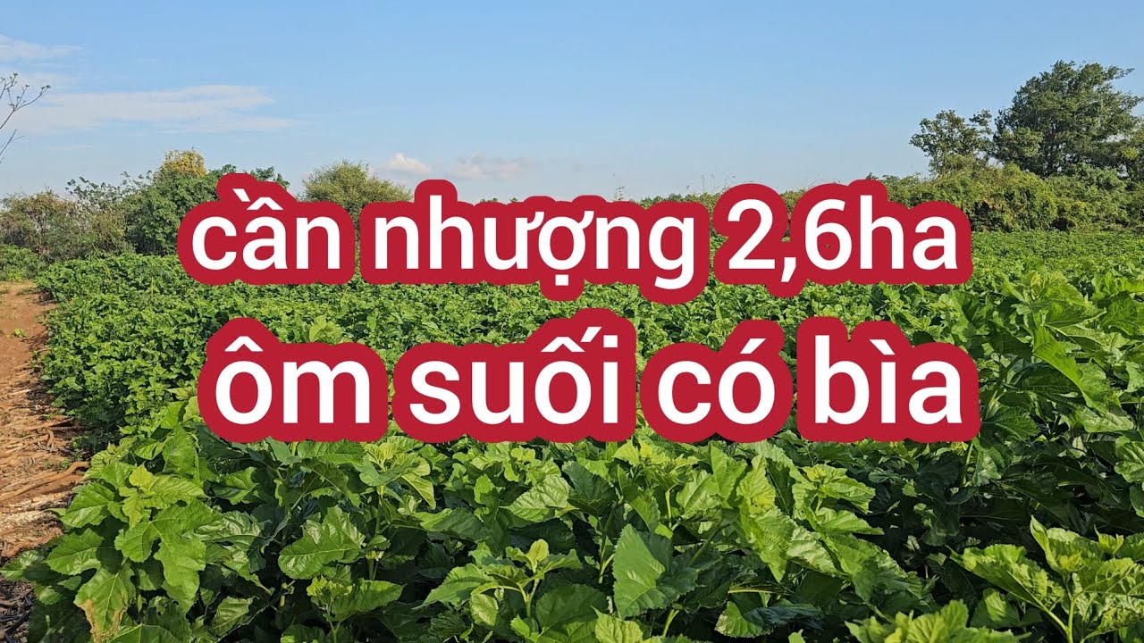 Cần nhượng 2,6ha  có bìa ôm suối tiện đường 