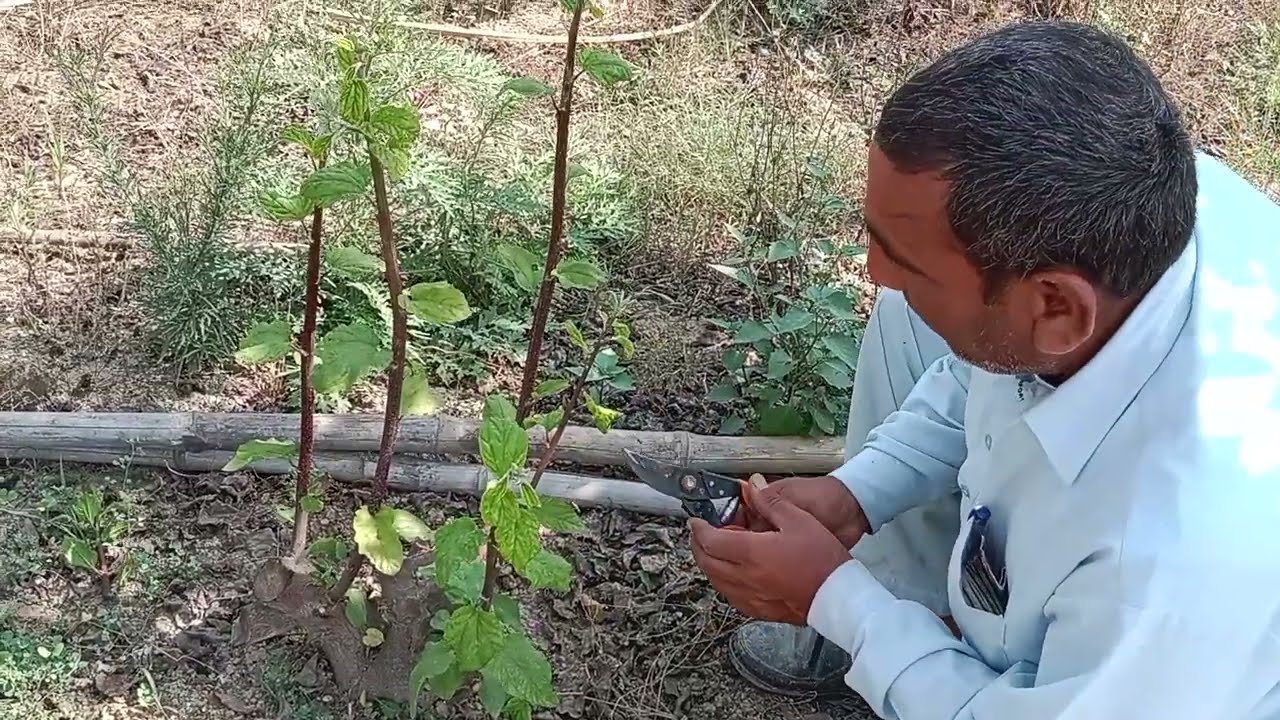 #apple ber ki kheti# कटाई के बाद करने वाले महत्वपूर्ण कार्य, important work