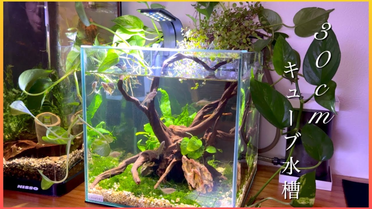 ウィローモスの絨毯が神秘的な緑あふれるタナゴ水槽が完成しました！【メガパワー2045×外掛けフィルター】