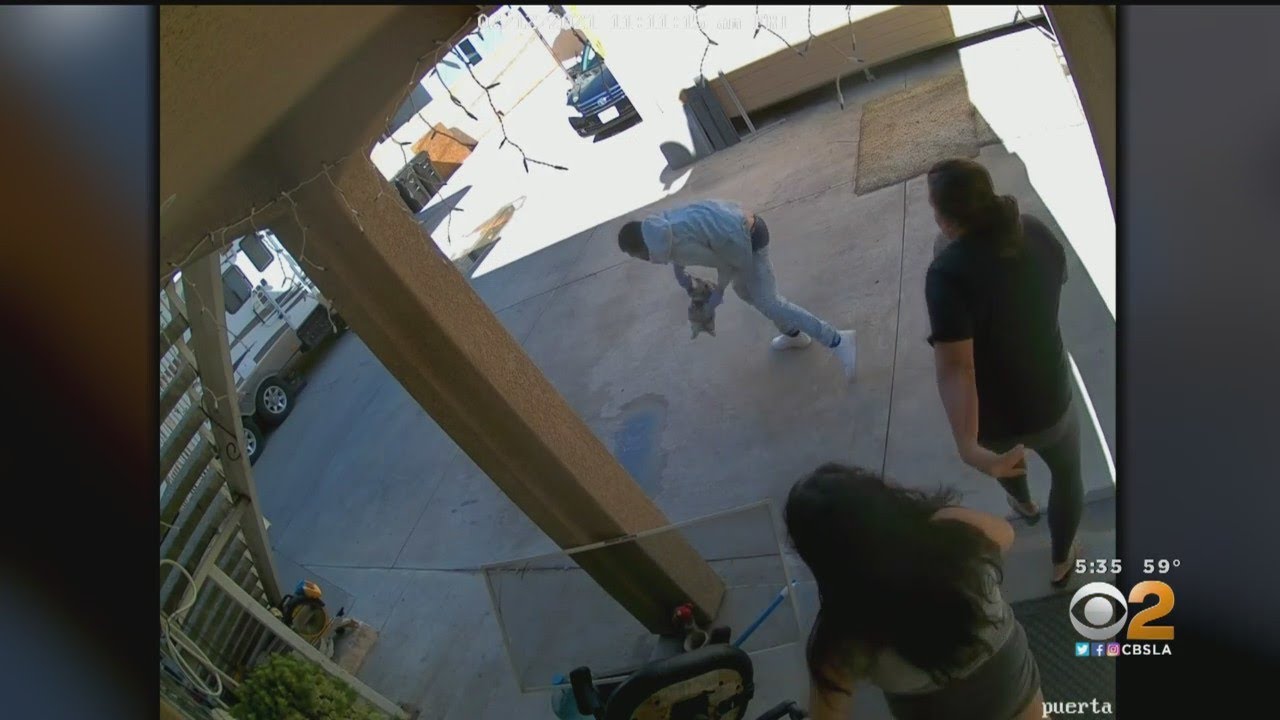 2 Bulldog Puppies Stolen In Violent Encounter; Police Searching For Suspects